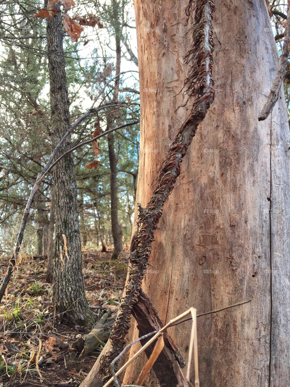 Ivy vine trees trunk in forest