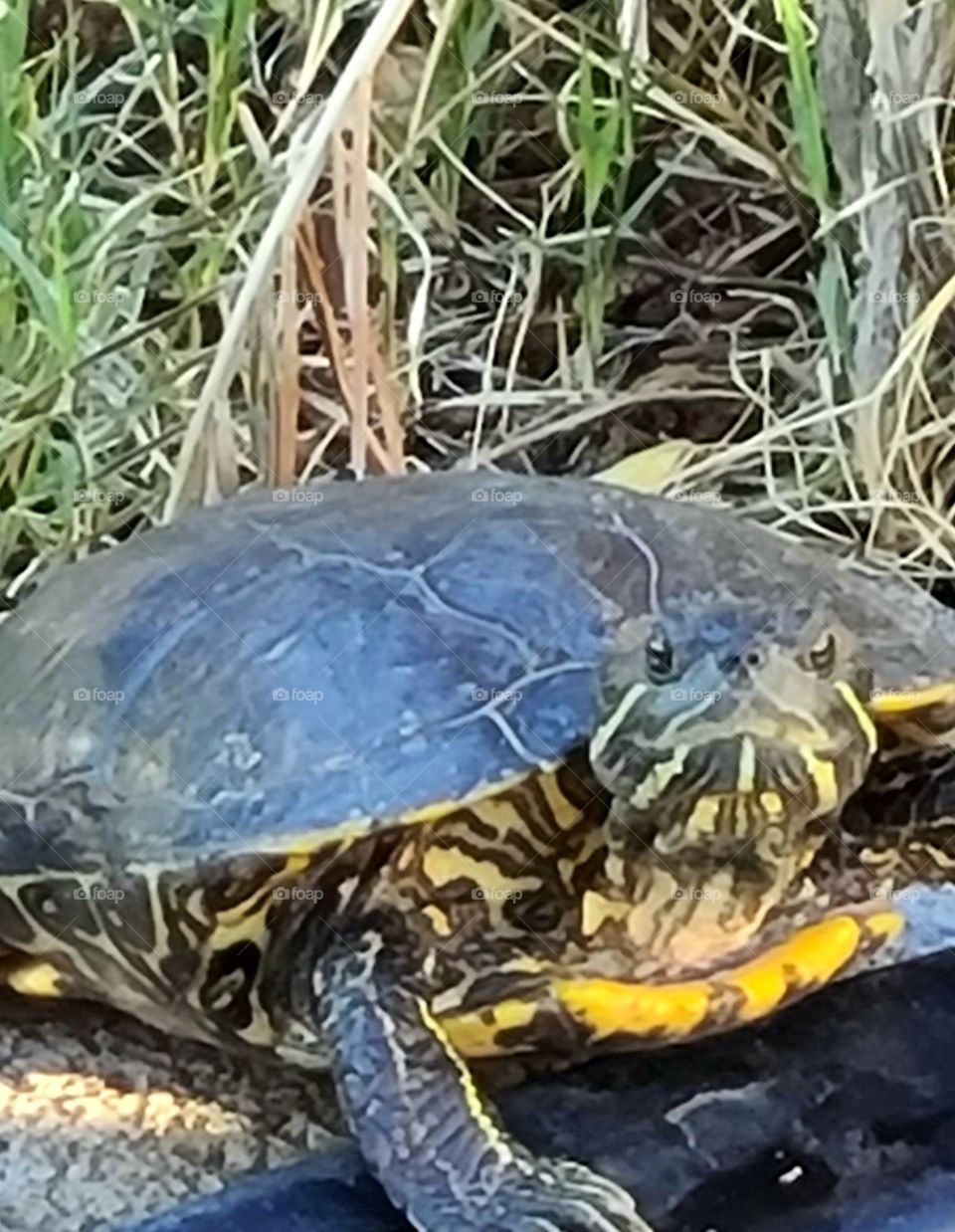 Adult, large Red-Eared Slider turtle has a smooth, dark green shell with distinct pattern of yellow lines.