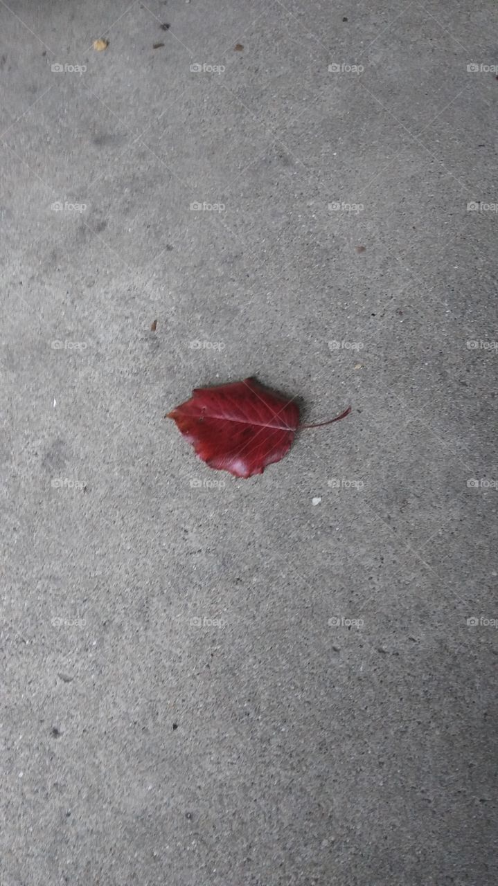 A single red leaf blown onto the porch.
