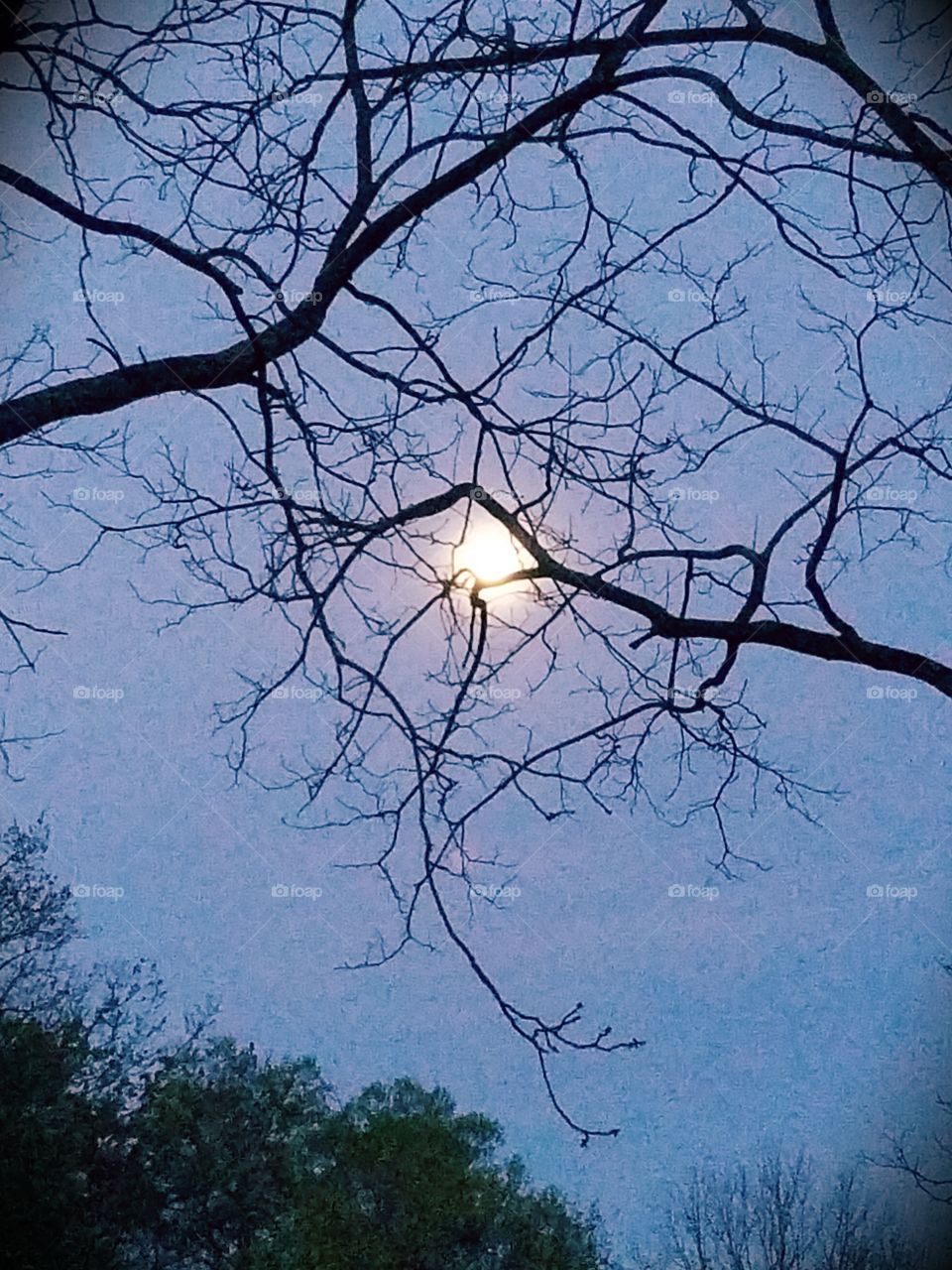 Early morning full moon