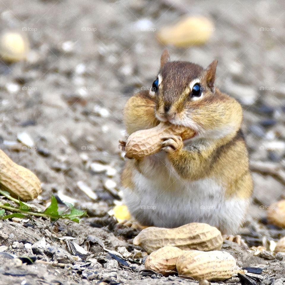 Chipmunk stuffing it’s cheeks full of peanuts 