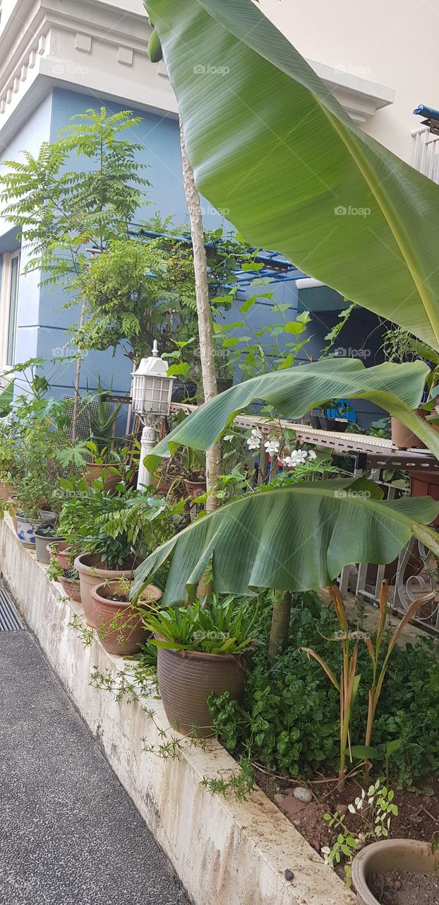 beautiful gardens made-up in their balconies by urben people to replace village atmosphere