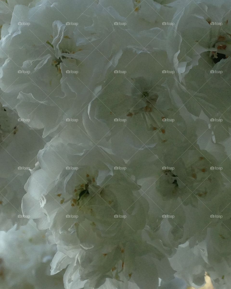 Spring flowers at St James park