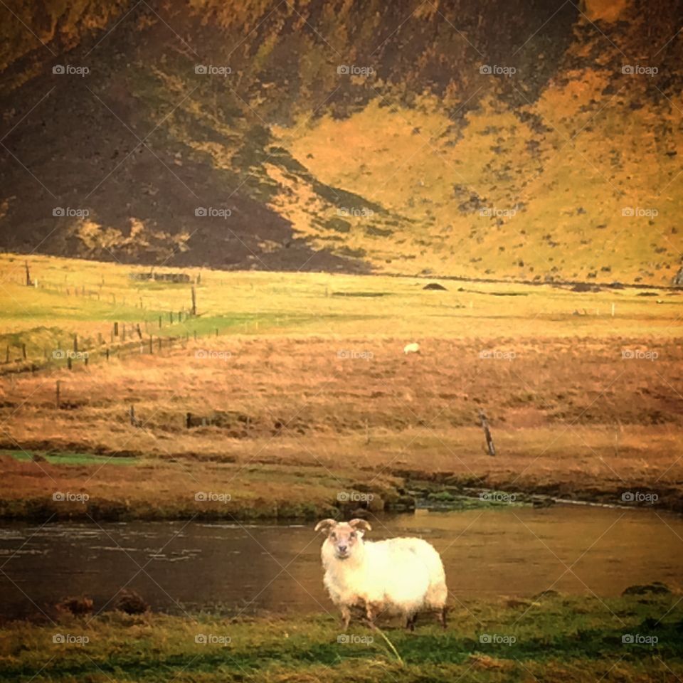 Icelandic sheep
