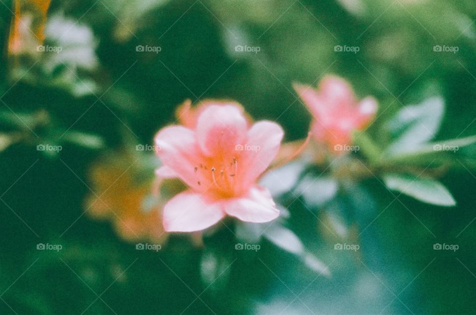 真心喜歡過的🌺，笑靨如昔﻿
﻿
﻿
﻿
#フィルム #flower #flora #filmphotography #Taiwan #StreetPhotography #flowersatgram #beautiful #CenturiaSuper400 #PentaxMe