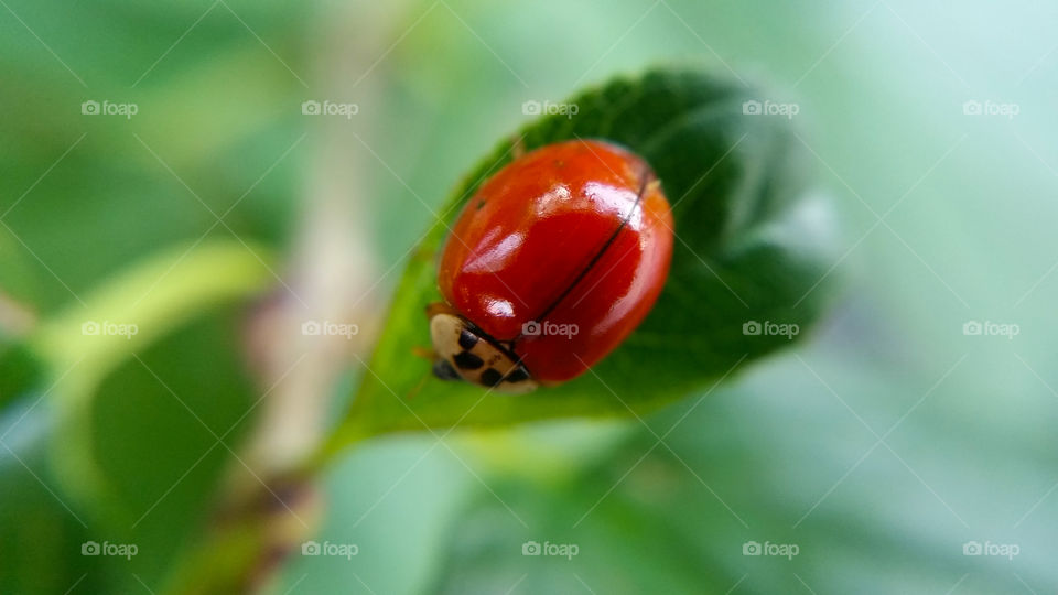 Leaf, Nature, No Person, Insect, Ladybug