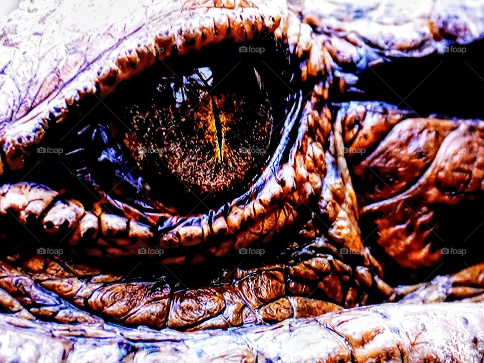 eyes of reptile