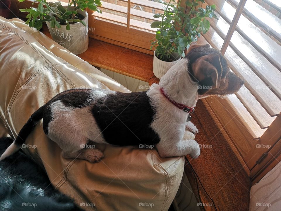 Guard dog puppy, Jack Russell looking out window