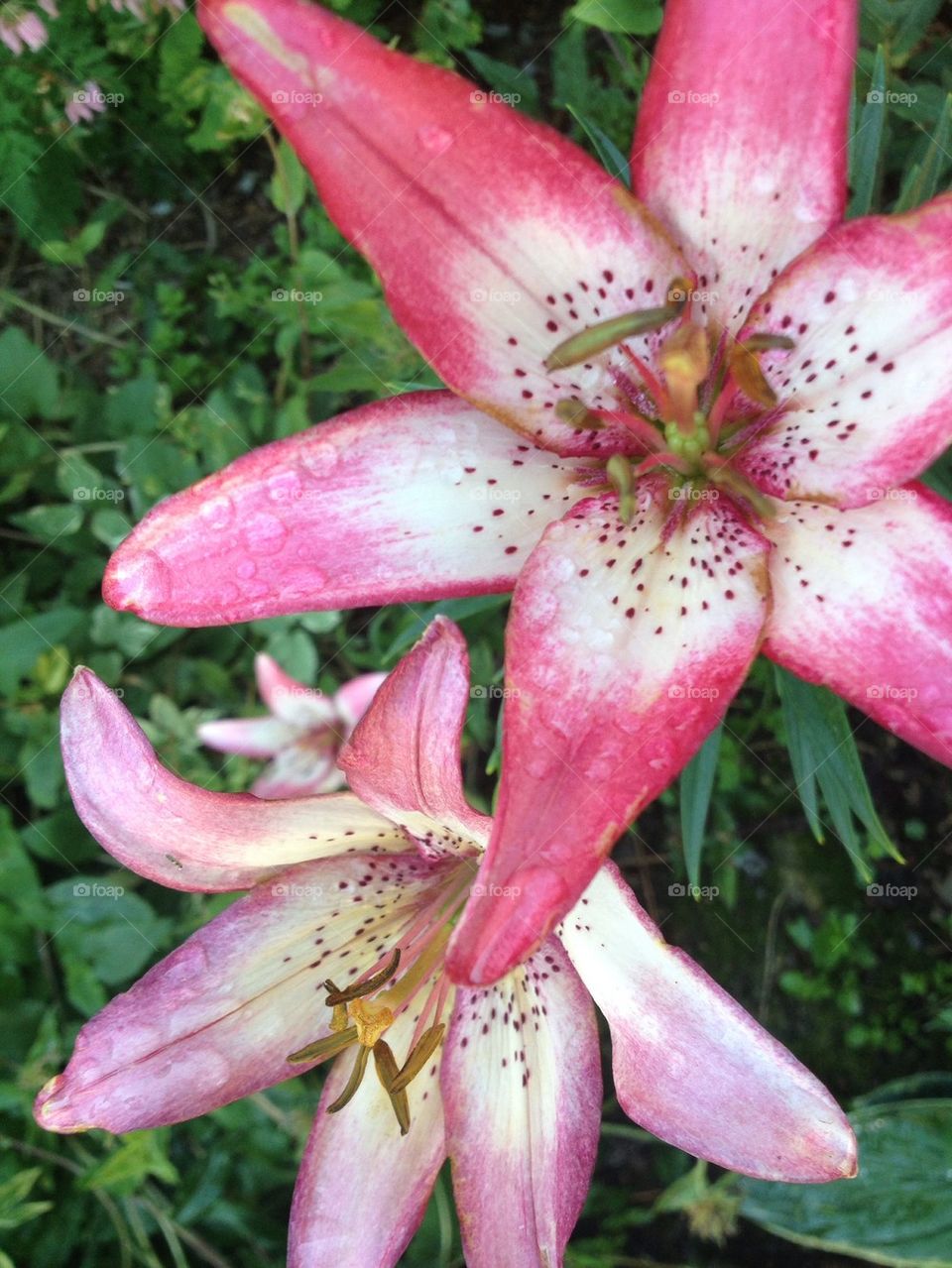 Day lillies