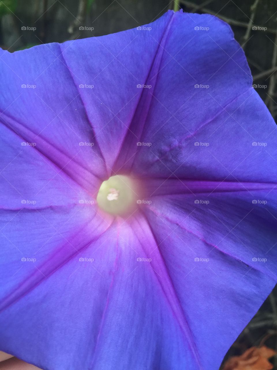 Purple flower