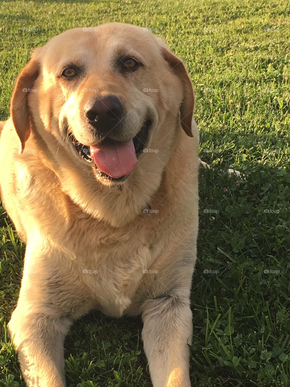 Close-up of dog sitting on grass