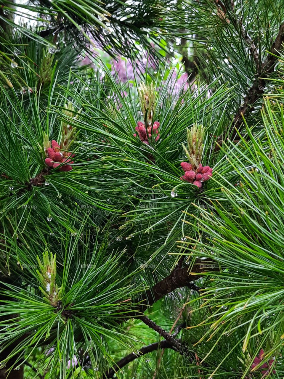 pink flowers of pine after rain