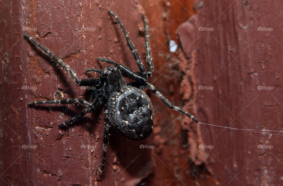 macro makro spider spinne by dryair