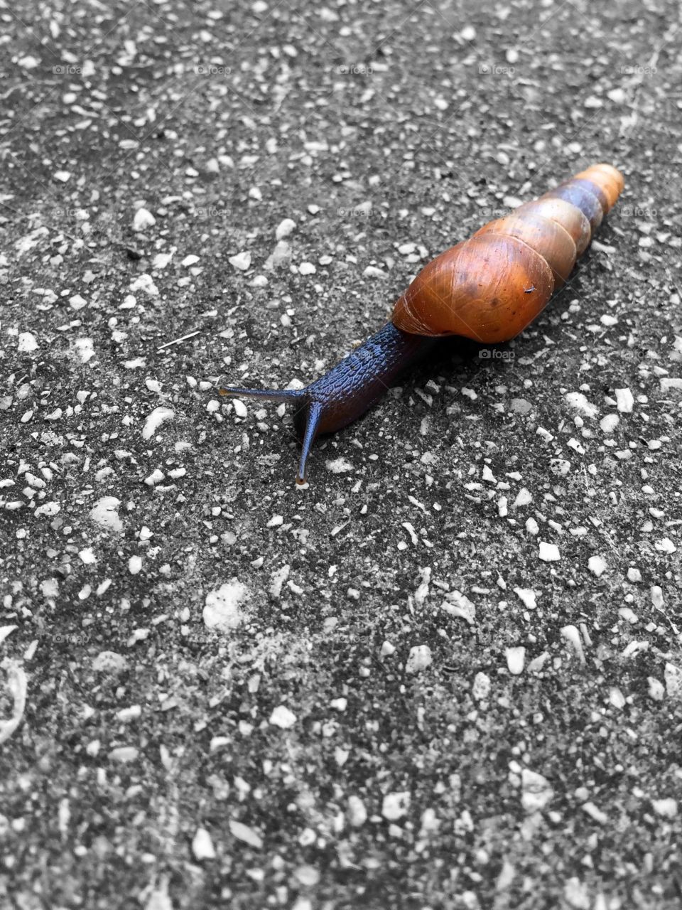 Snail mail. Little snail 