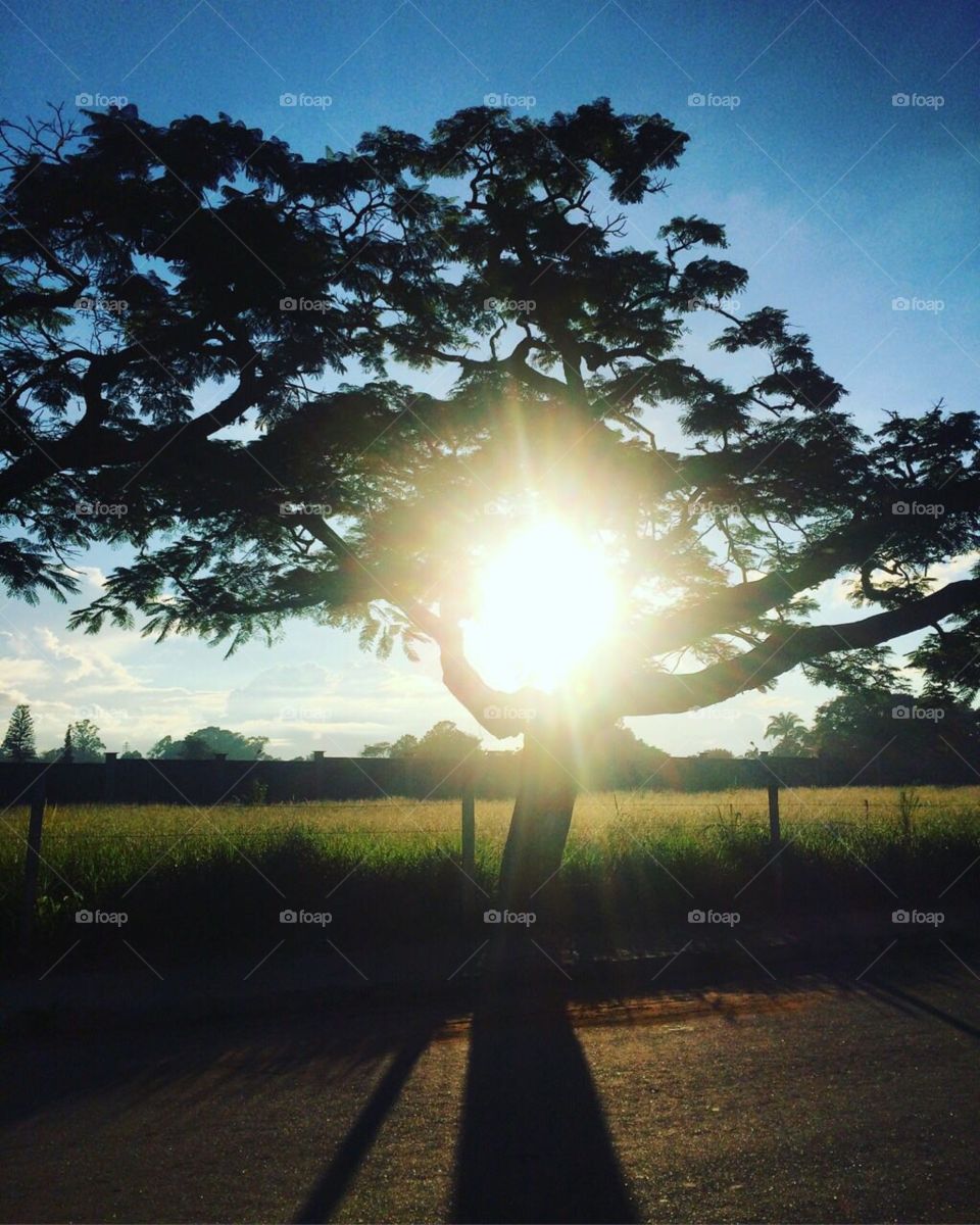 My symmetrical sun among the tree!  I really like this photo because it inspires us and shows us how perfect nature is. / Meu sol simétrico entre a árvore! Gosto demais desta foto, pois ela nos inspira e nos mostra quão perfeita é a natureza.