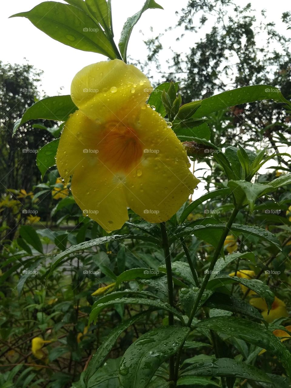 yellow flower in garden and water drops