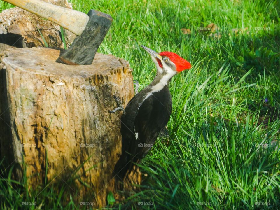 Pileated Woodpecker on a log next to an axe.