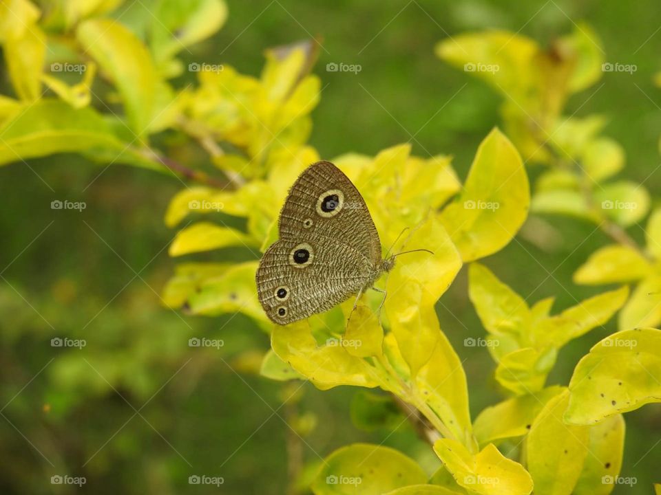 the common three ring butterfly on host plant collecting nectar