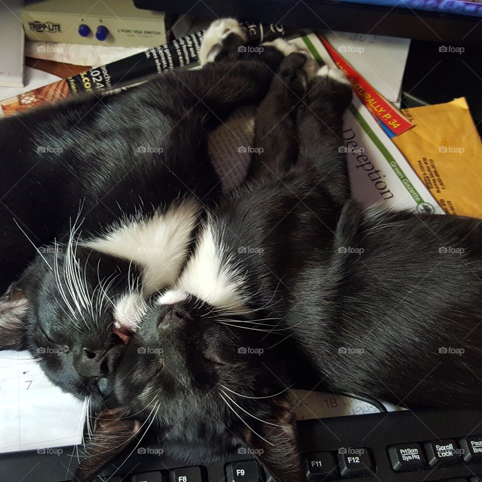 black tuxedo kitten siblings