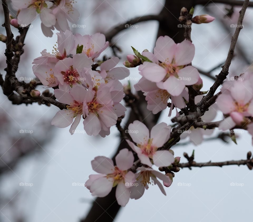 Apple blossom in spring