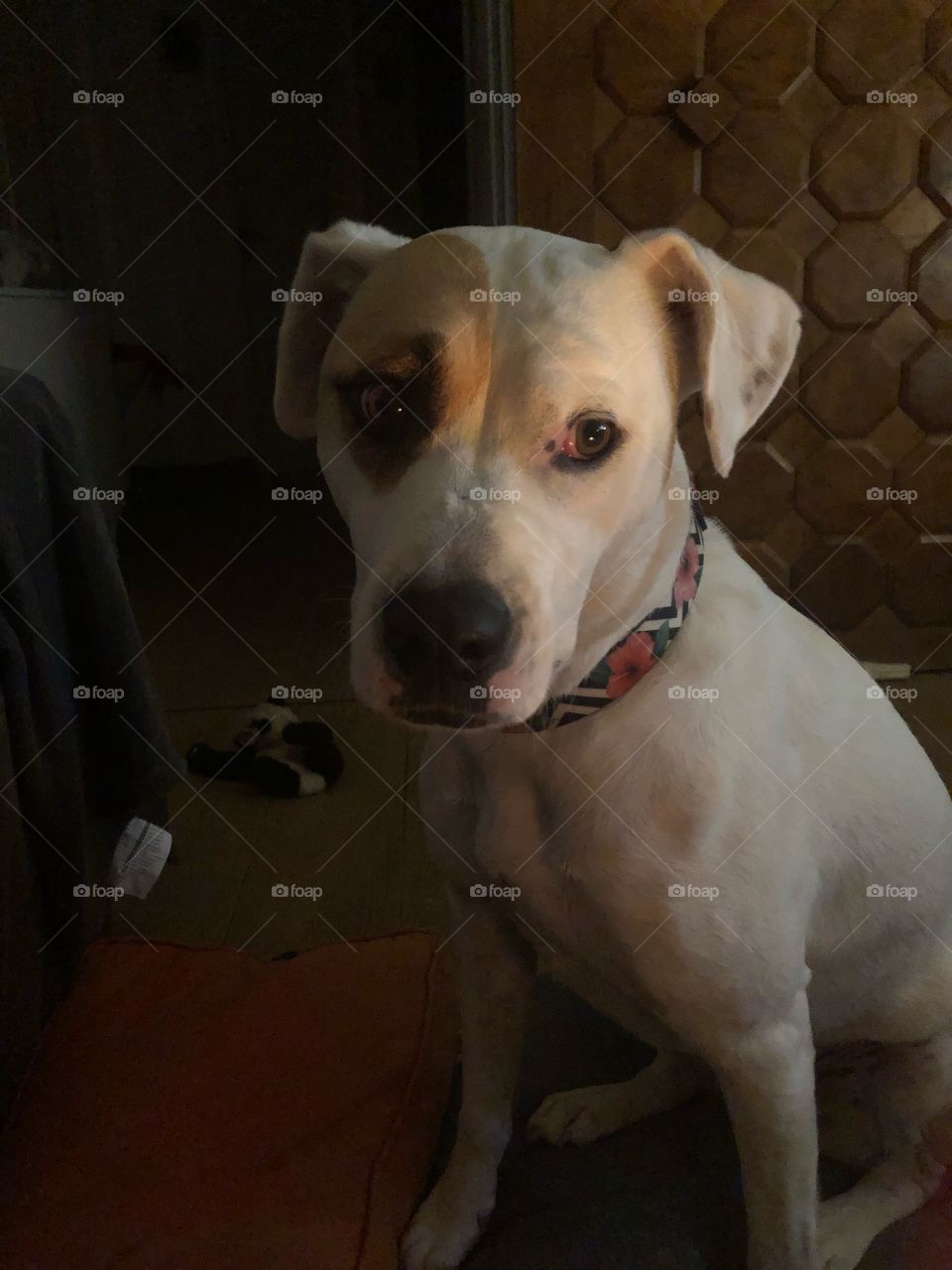 Night Christmas with my dog 