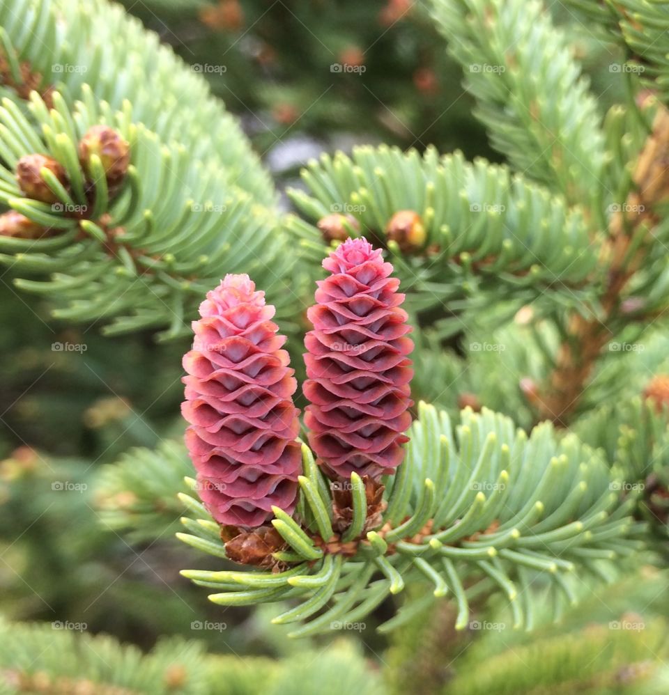 Pine cone