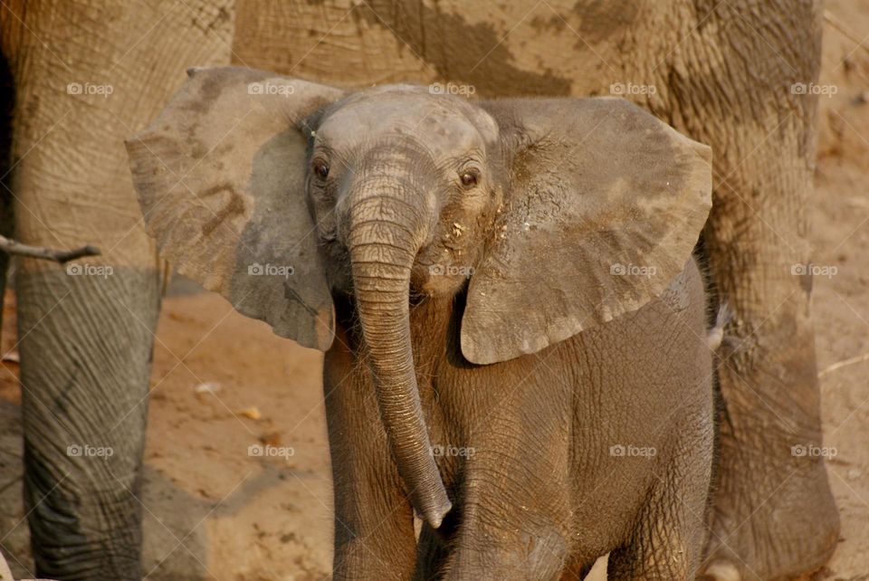 Baby elephant 