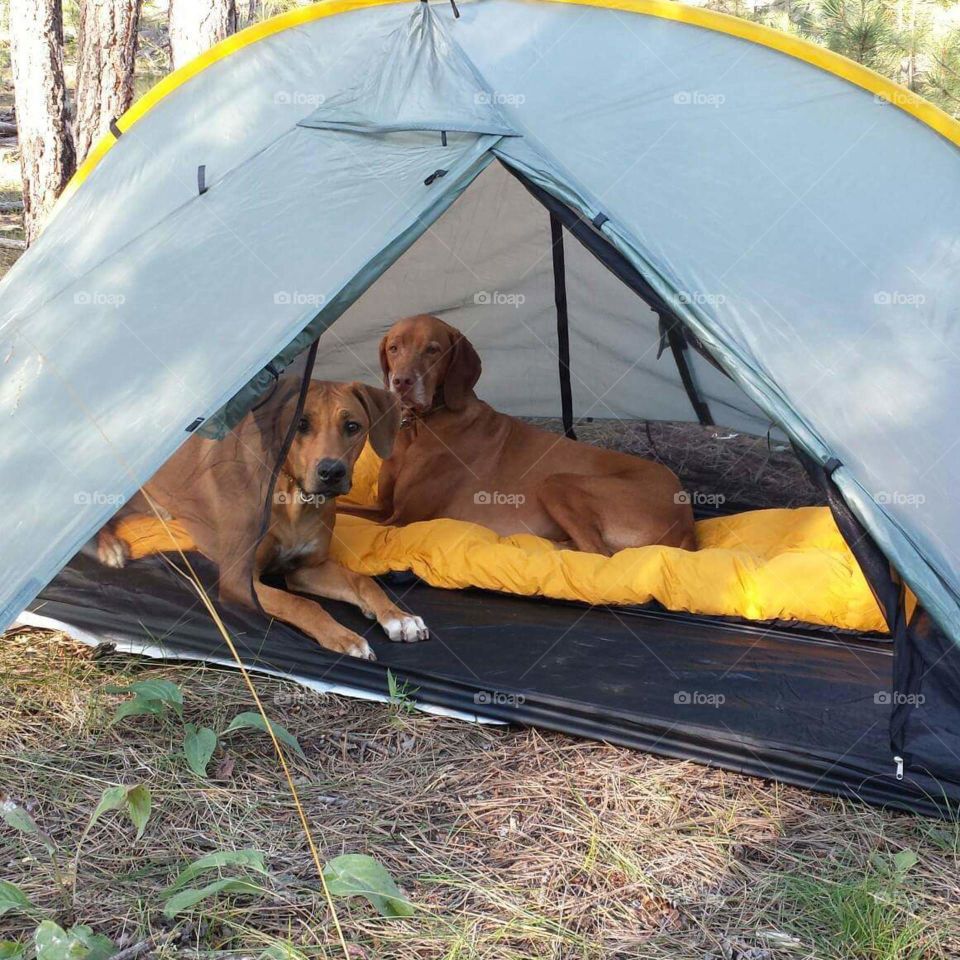"pup" Tent