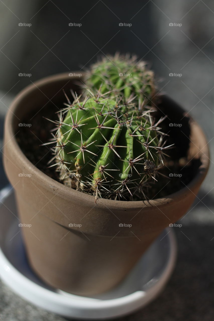 Cactus, Pot, Flora, Nature, No Person