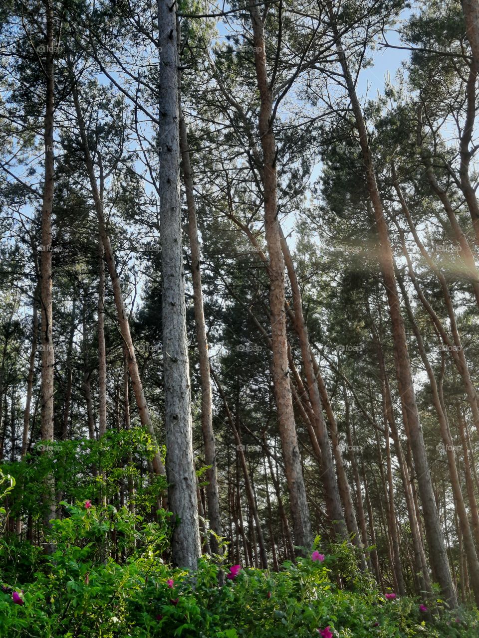 pine forest and roses in summer