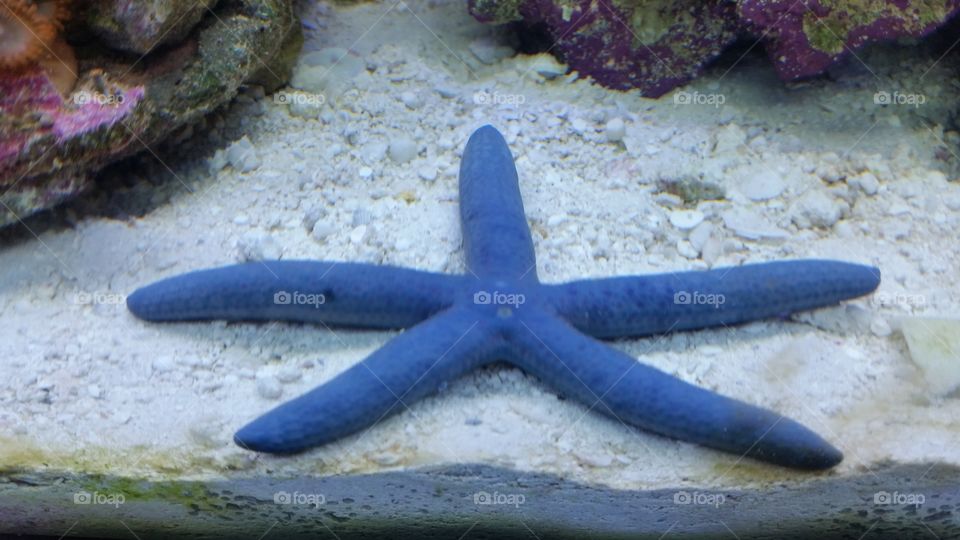 blue starfish