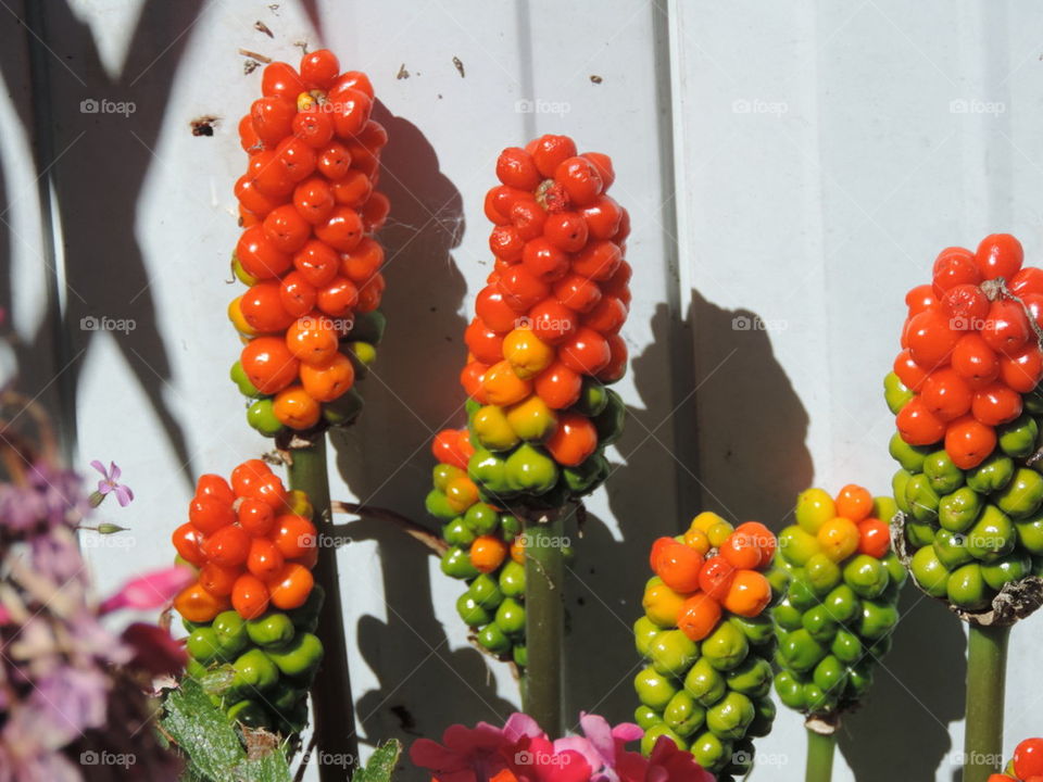 Lily berries.