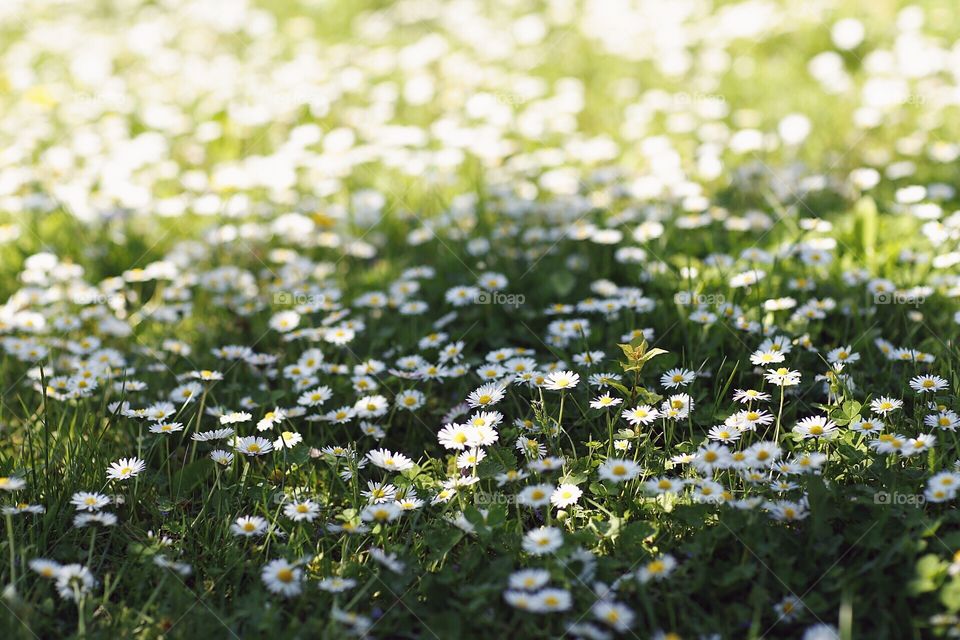 Field of daisies 