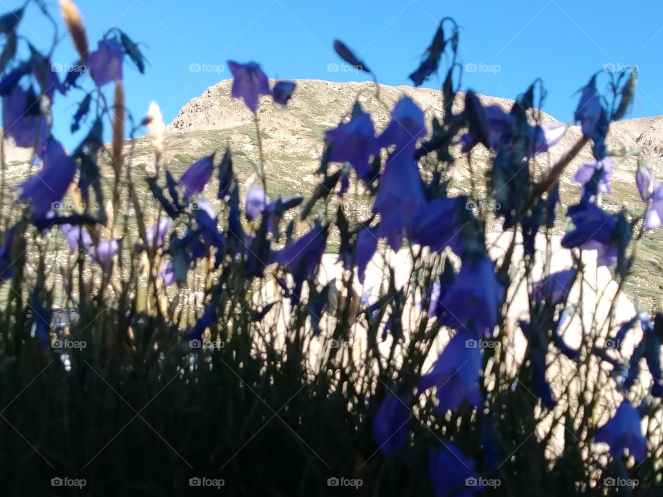 mountain flowers II
