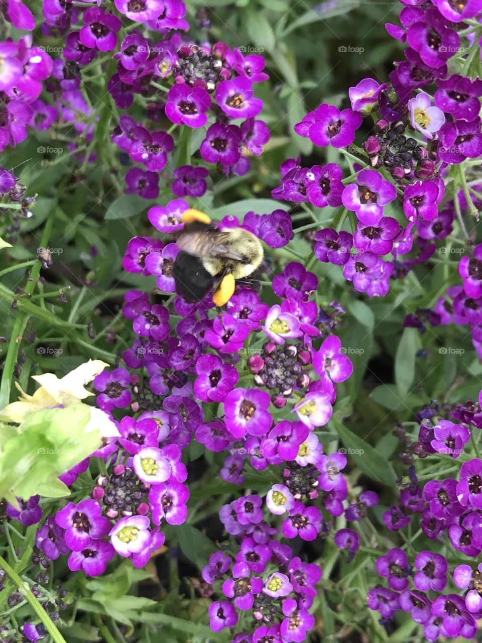 Bee pollen 