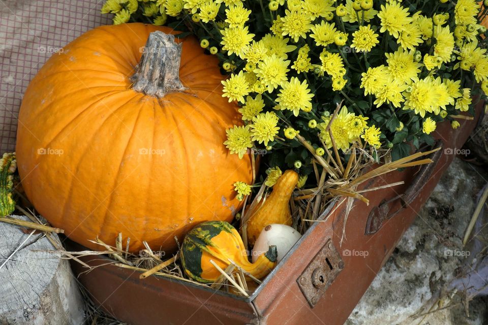 Spooky season / pumpkins and flowers