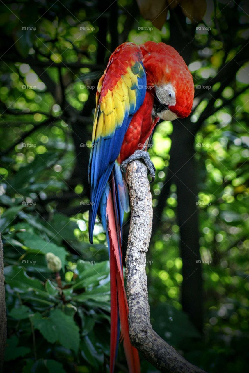 Macaw
