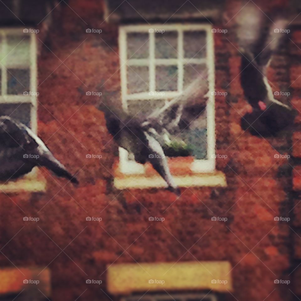 Pigeons in flight, London