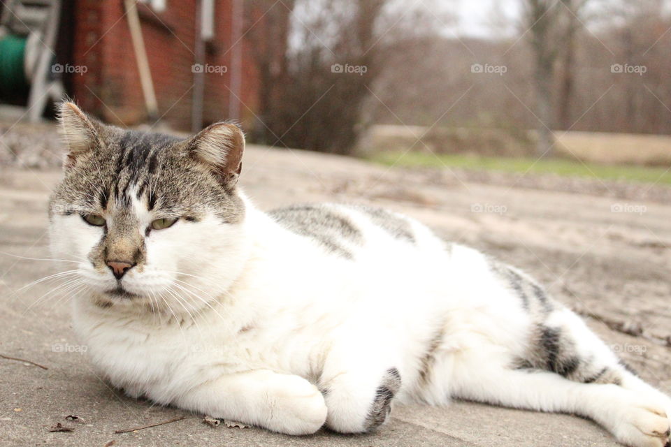 A cute cat relaxing on road