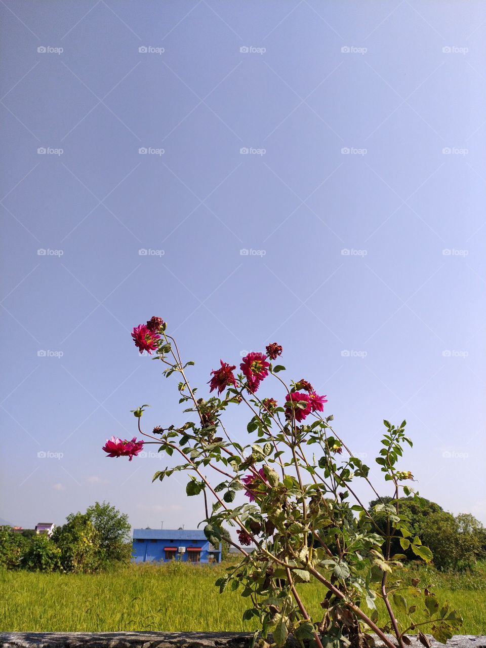 Nature seems to be distributing all its treasure before autumn takes complete hold