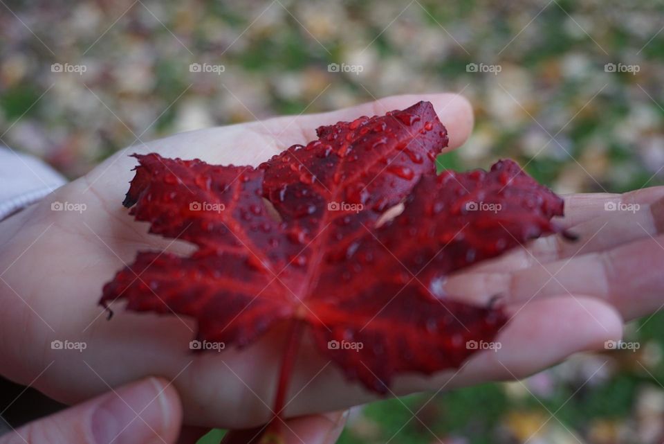 Autumn#colors#leave