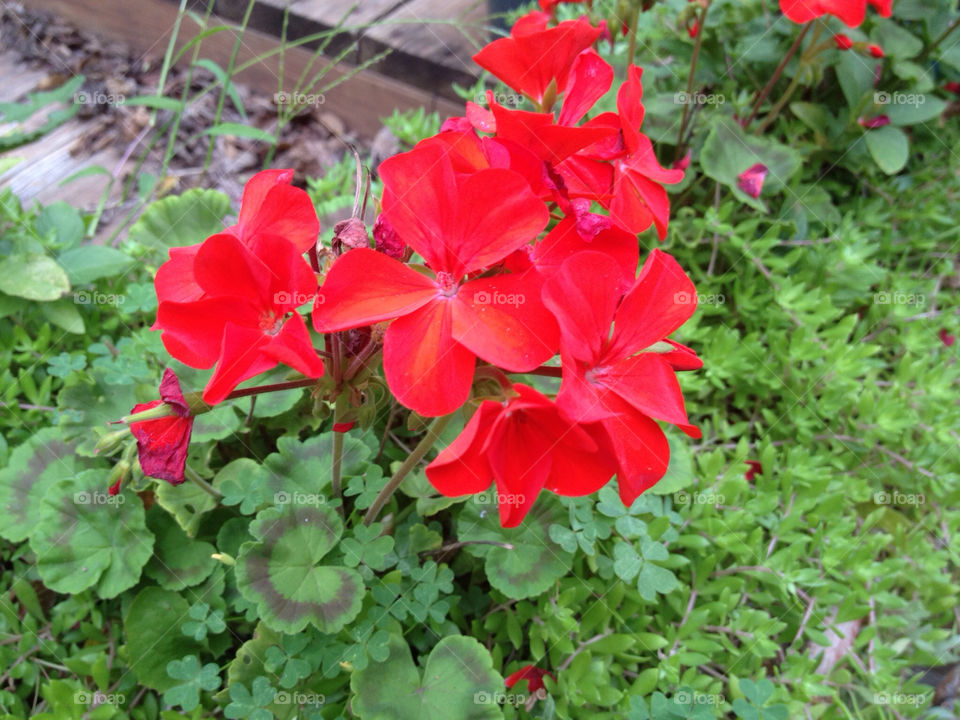 spring flower close red by leanderthal