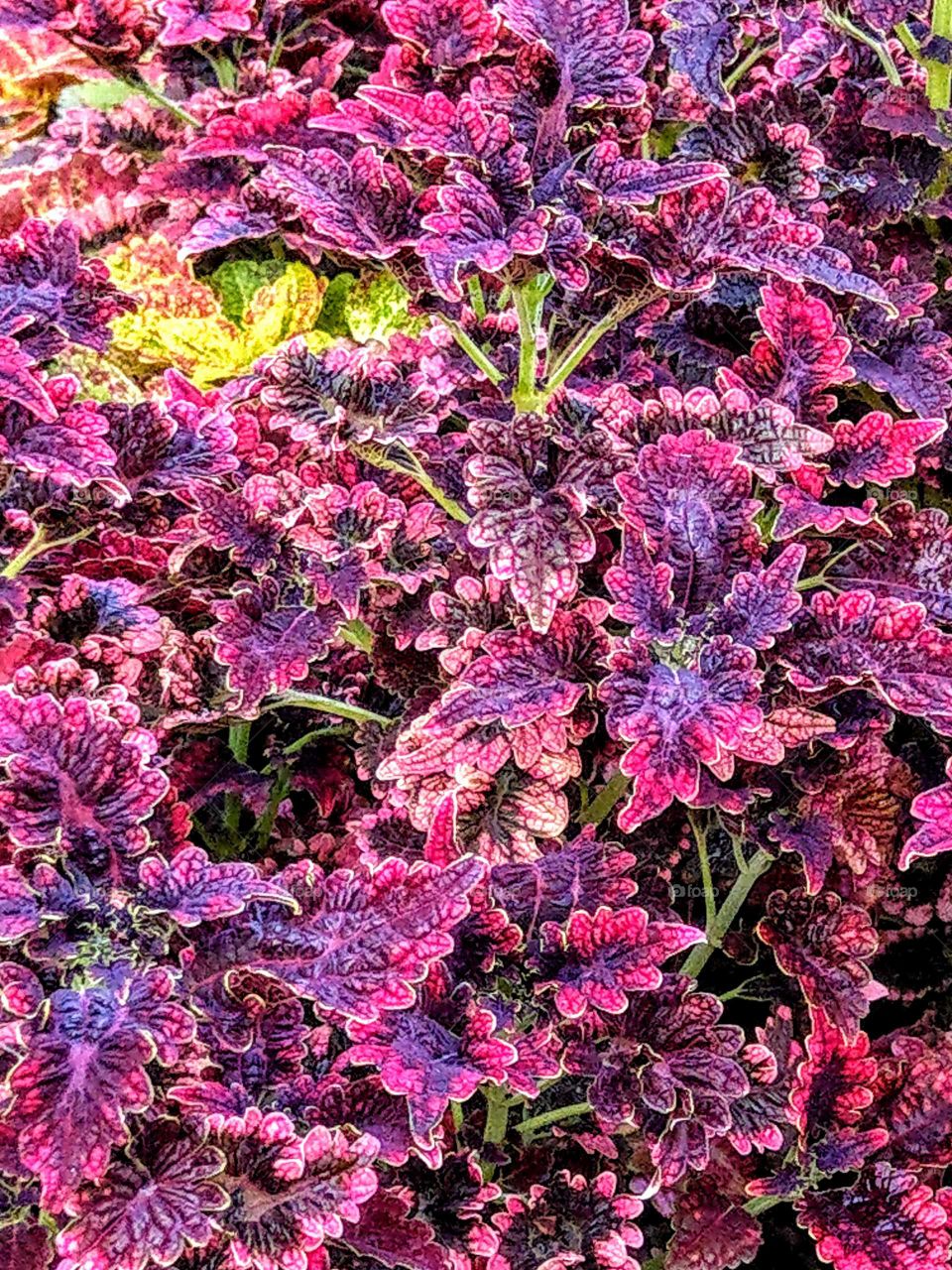 The cololorful leaves of skullcaplike coleus, is a bright perreinial horticulture plant, has a lot of colorful leaves that is very beautiful. also can say "everything becomes beautiful when amount is plenty".