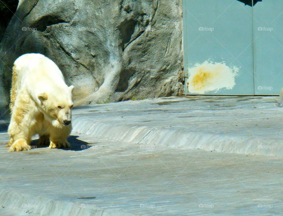 Amazing Polar bear picture taken through glass 