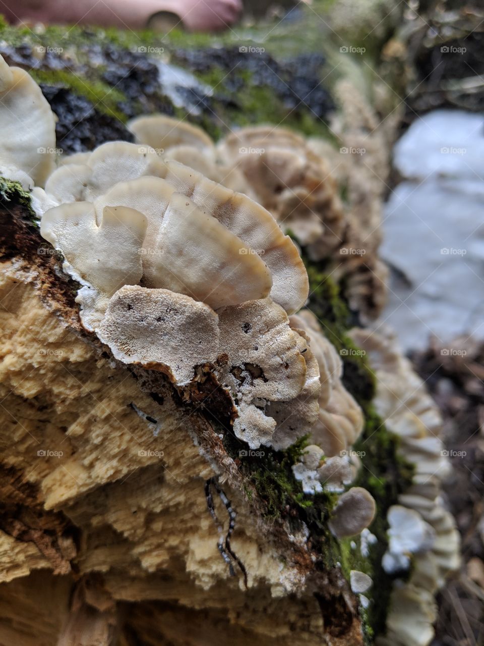 Fungus growing on a fallen down tree