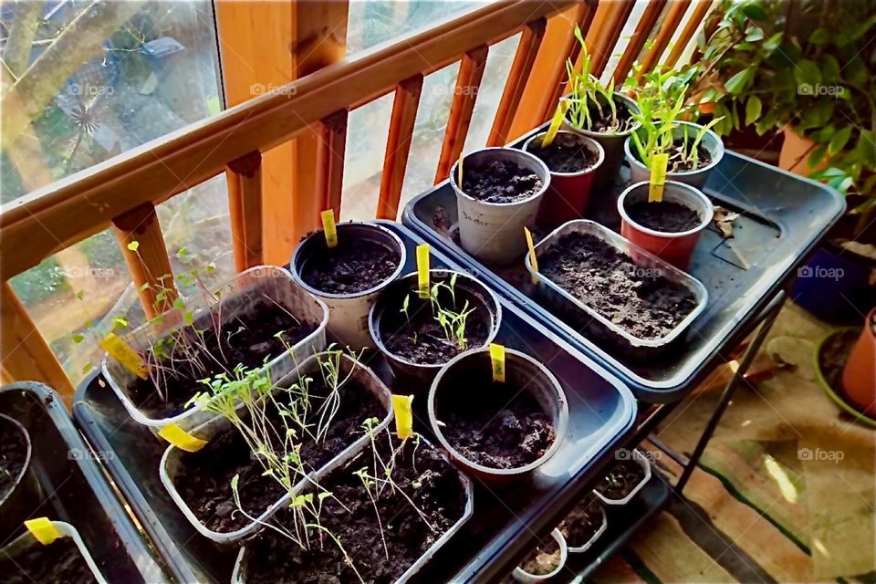These plants are beginning to sprout up everywhere in their flower pots inside this greenhouse in rural “Bavaria”, Germany giving observers something to look at. 2024. Hypnotic Productions