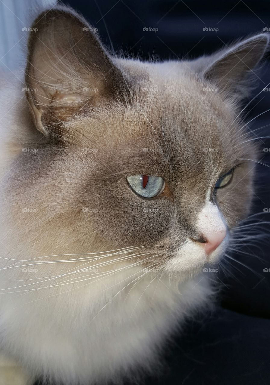 ragdoll Stella