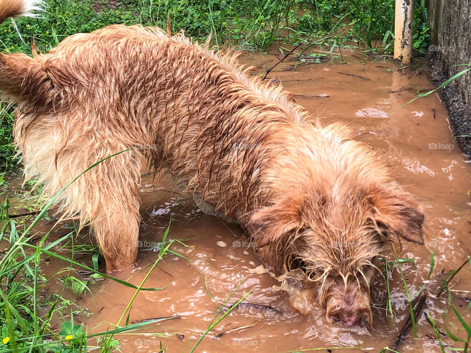 A Sandy coloured, small dog plays in a deep and muddy puddle, surrounded by grass