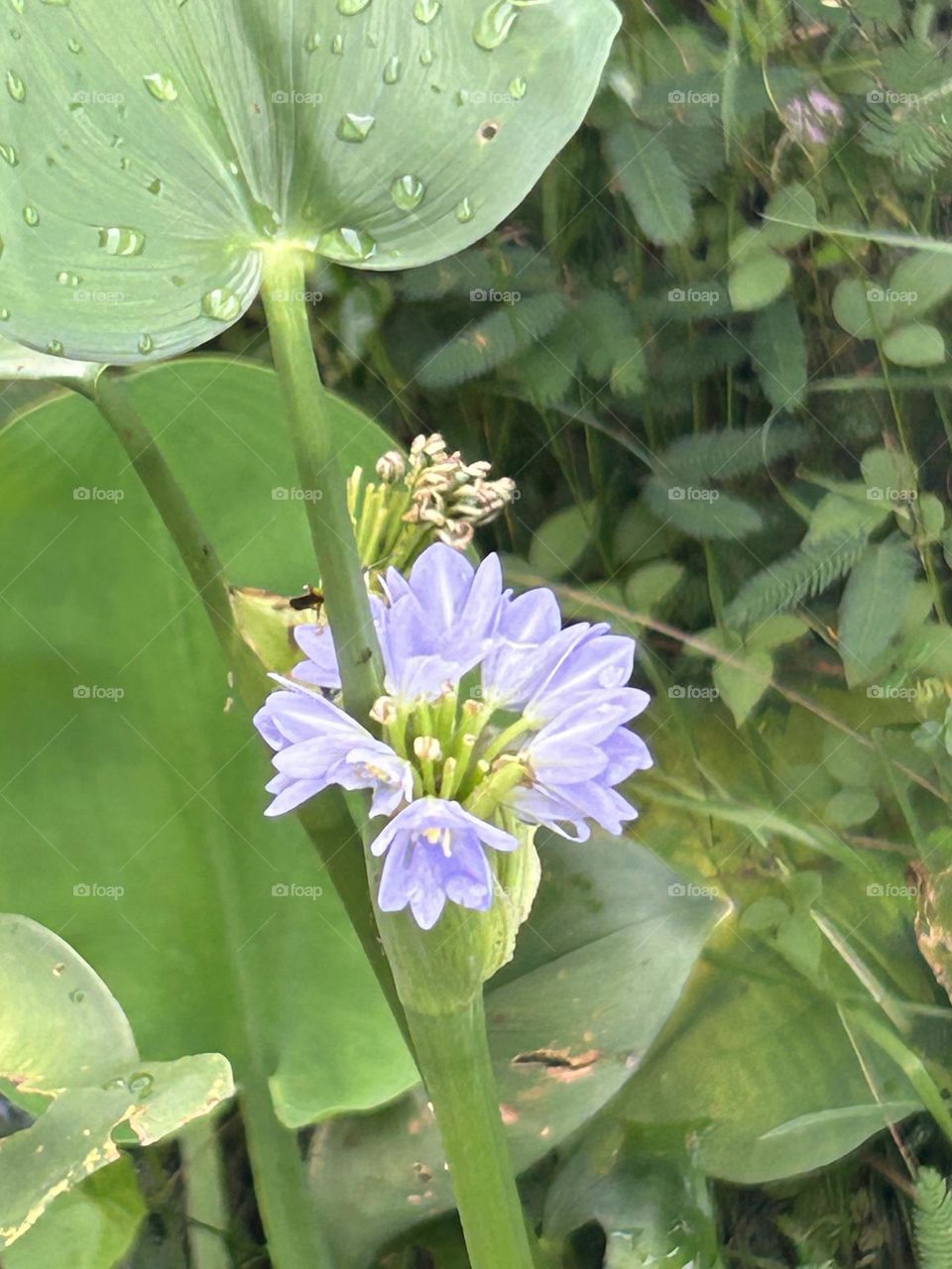 Pontederia crassipes common water hyacinth