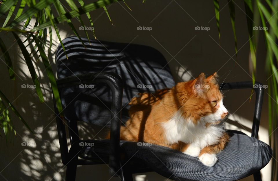 cat relaxing home in sunlight and shadows